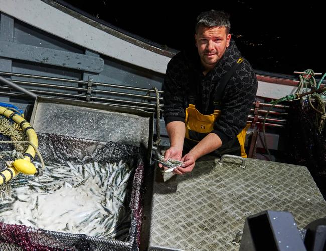 La sardine : une pêche sur mesure