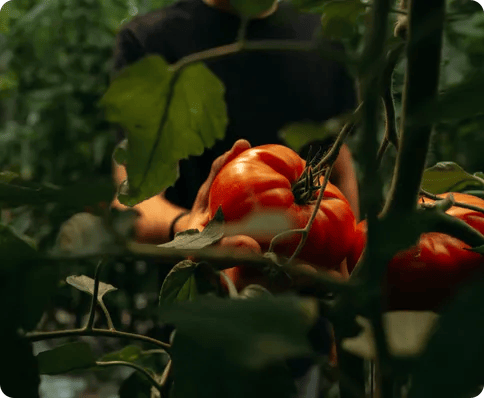 Pas toujours parfaits, mais toujours délicieux. 🍎🍐