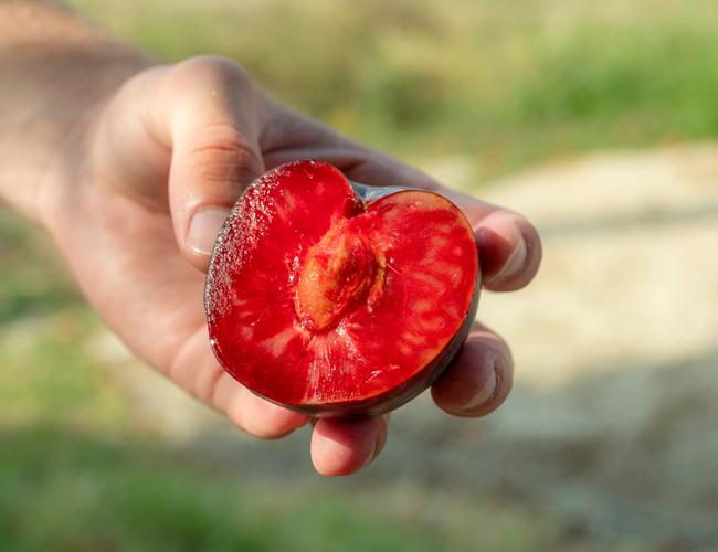La prune : le fruit qui a gagné sa place